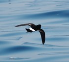 1461952815bates_pelagicus_2.jpg
